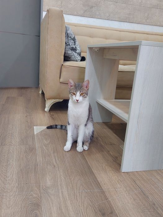 Котик мальчик. Кастрированный. Привит,  имеет паспорт