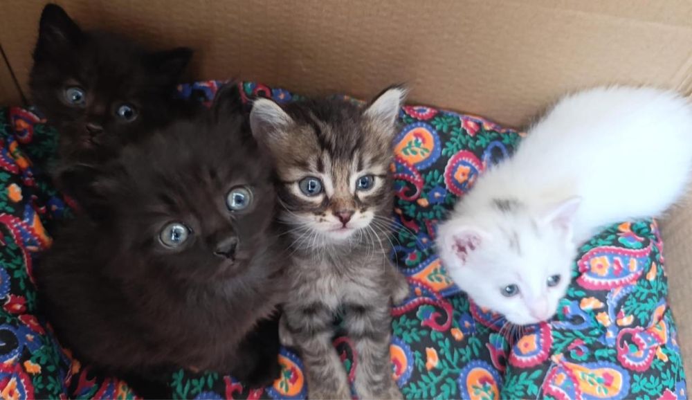 Котята в добрые руки бесплатно