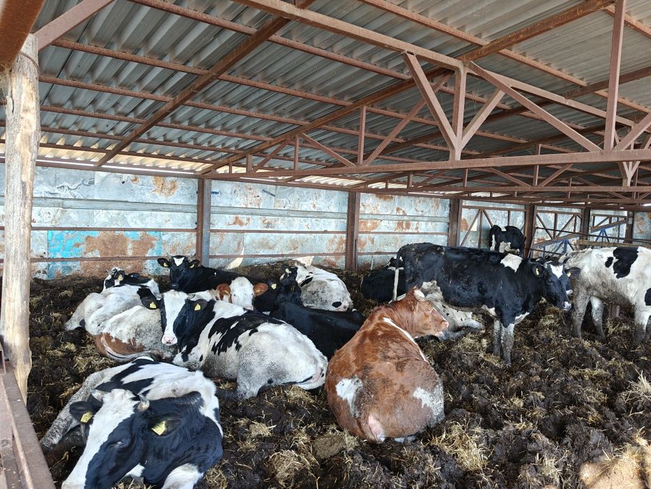 Vând juninci cu origine