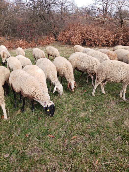 Продавам овце Аваси и Асаф