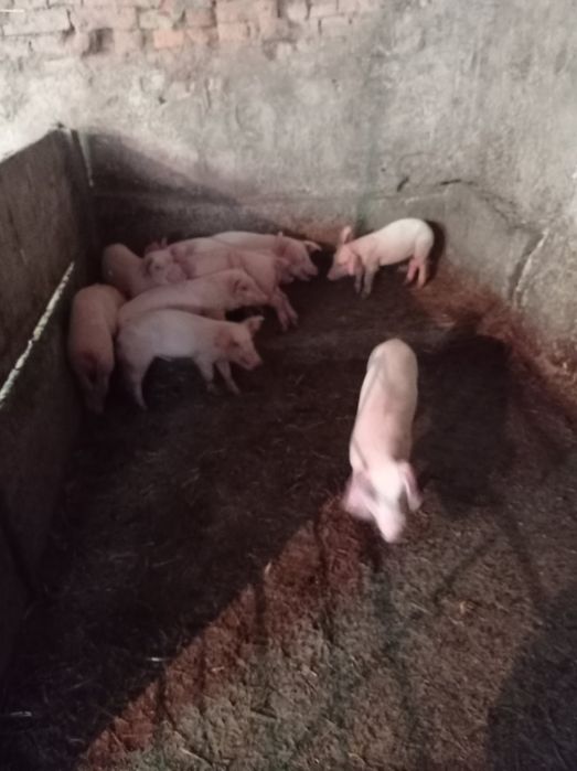 Продавам малки прасета