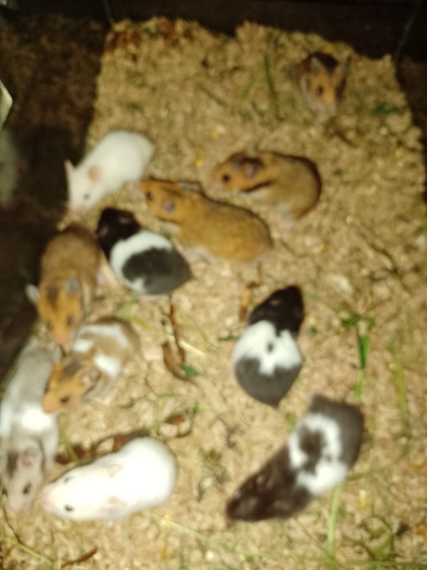 Hamster , Hamsteri sirieni, pitici siberieni, porcușori de Guineea..