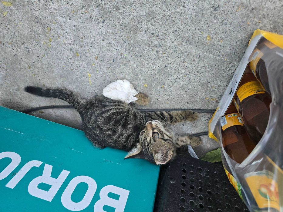 Котёнок маленький