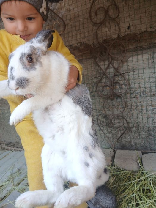 Ona quyon va bolalari sotiladi