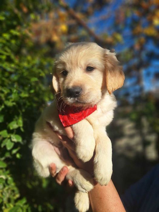 Голдън ретривър кученца