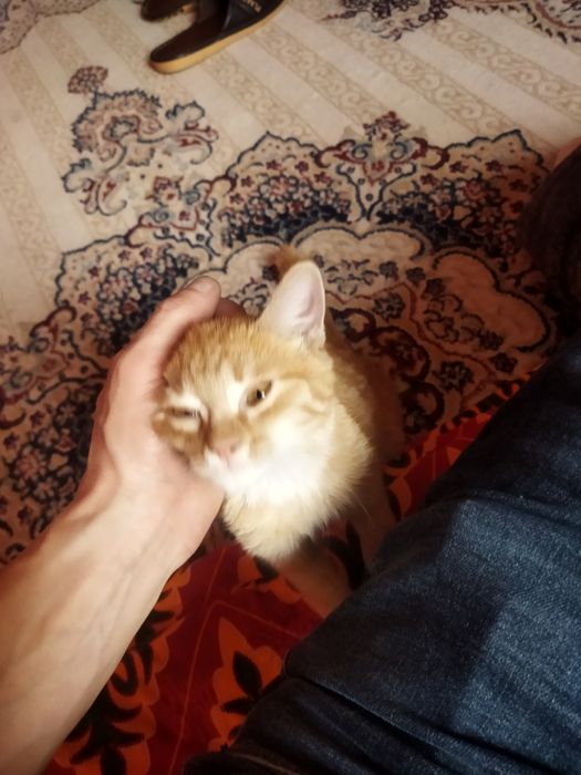 Котенок мальчик .ласковый рыжий