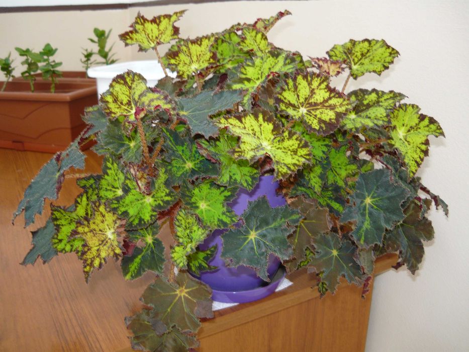 Panasonic Lumix DMC-LS80