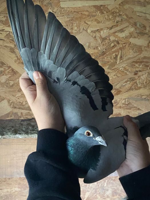 Vând porumbei voiajori cu zboruri porumbei sunt de fond!  M.2022 f2019