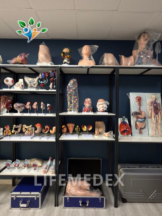 Анатомические Муляжи , Anatomik modellar