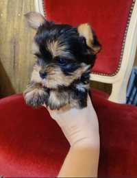 Yorkshire Terrier