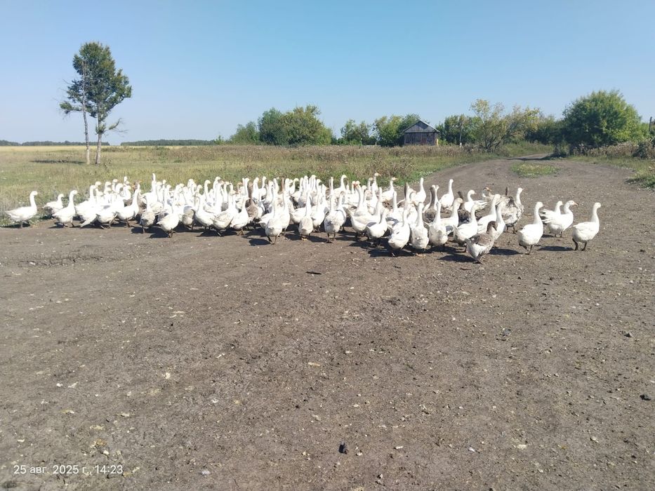Продам гусей оптом
