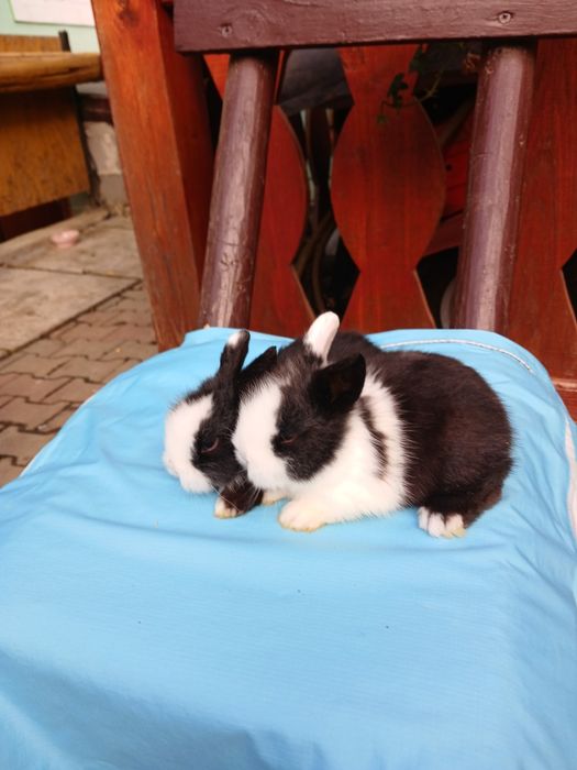 Iepurași Cap de leu cu ochii albaștri