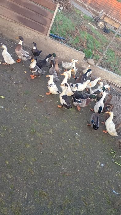 Rațe de vânzare preț în privat