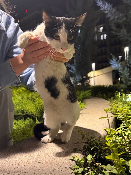 Очаровательная Бусинка в поисках дома! Ташкент!