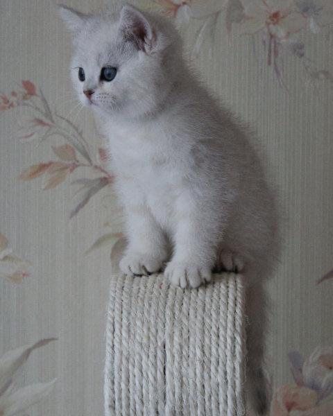 Шотланский Скоттиш Страйт ! Серебро Шиншилла!