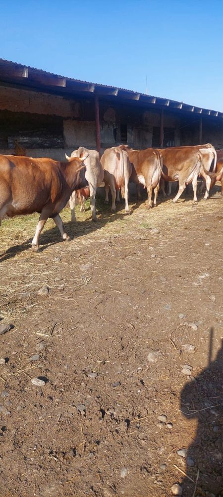 Коров алатауской породы продам