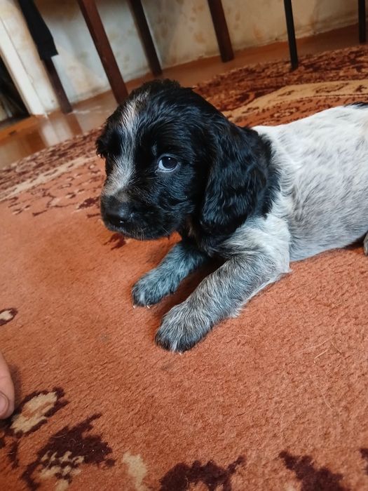 Щенки породы спаниель