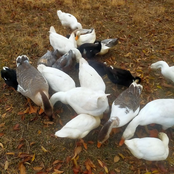 Гоз урдаклар сотилади