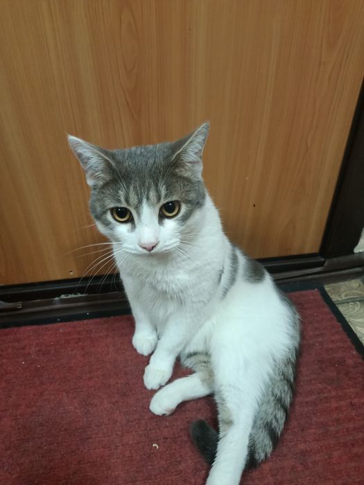 Отдам кота  беспоатно
