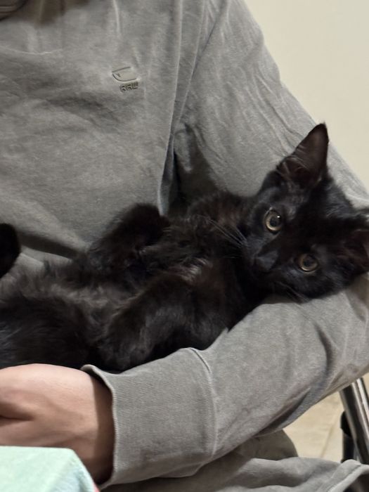 Mikiduță isi cauta casuta