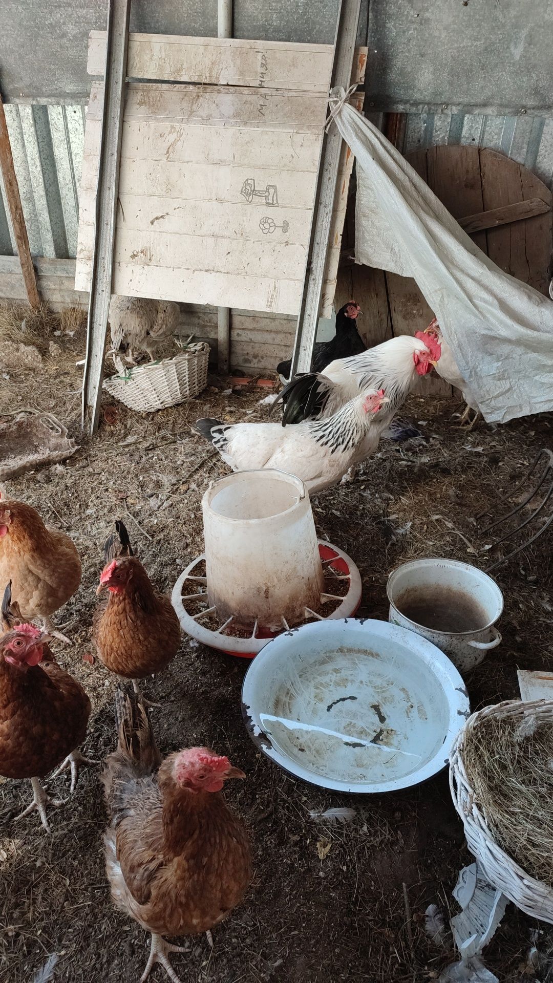 Продам кур домашних