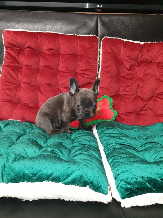 Bulldog francez blue mascul