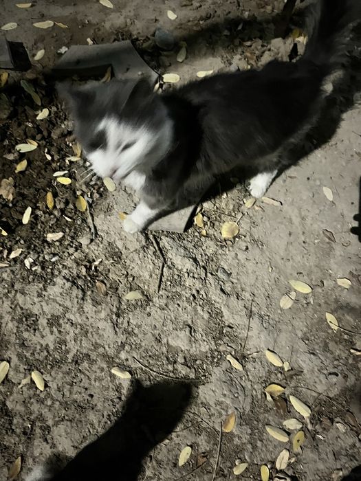 Chiroyli aqlli qiz bola mushuk hadyaga beriladi