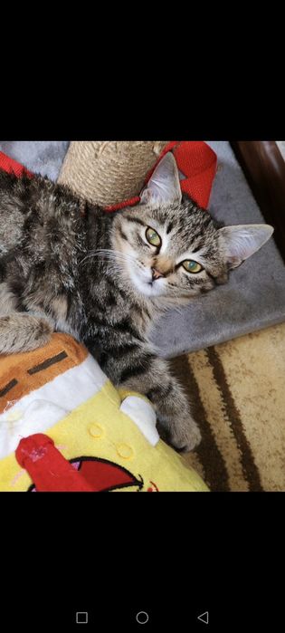 Котенок в добрые руки