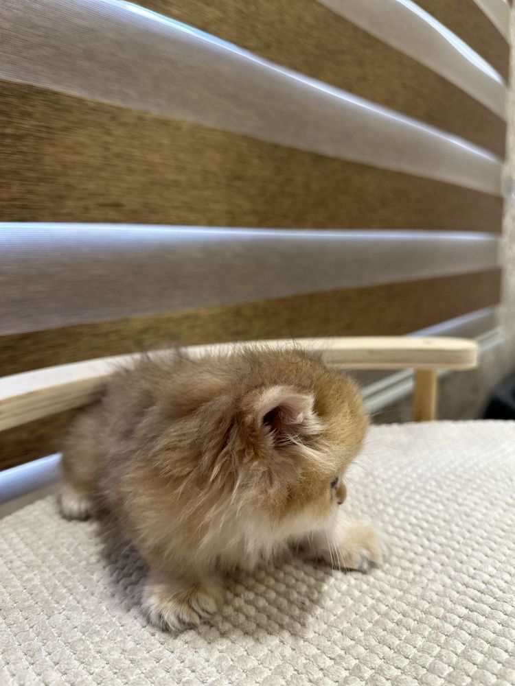 Британский котята золотистий шиншилы