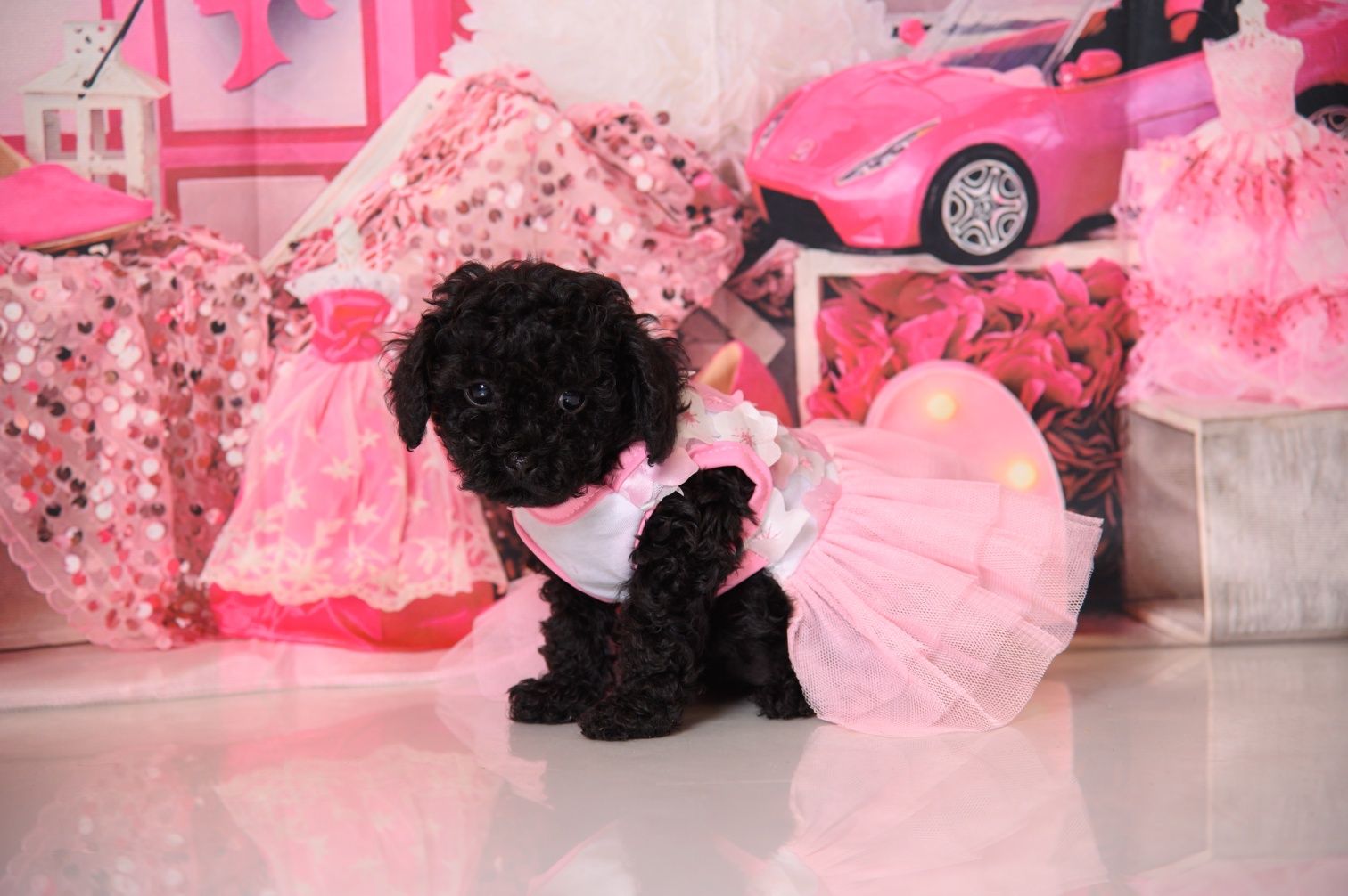 Пудел Той- Poodle Toy