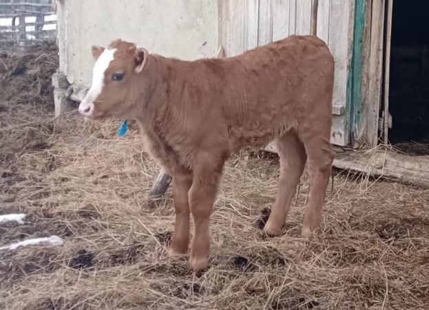 Vaca si vitel bruna monta