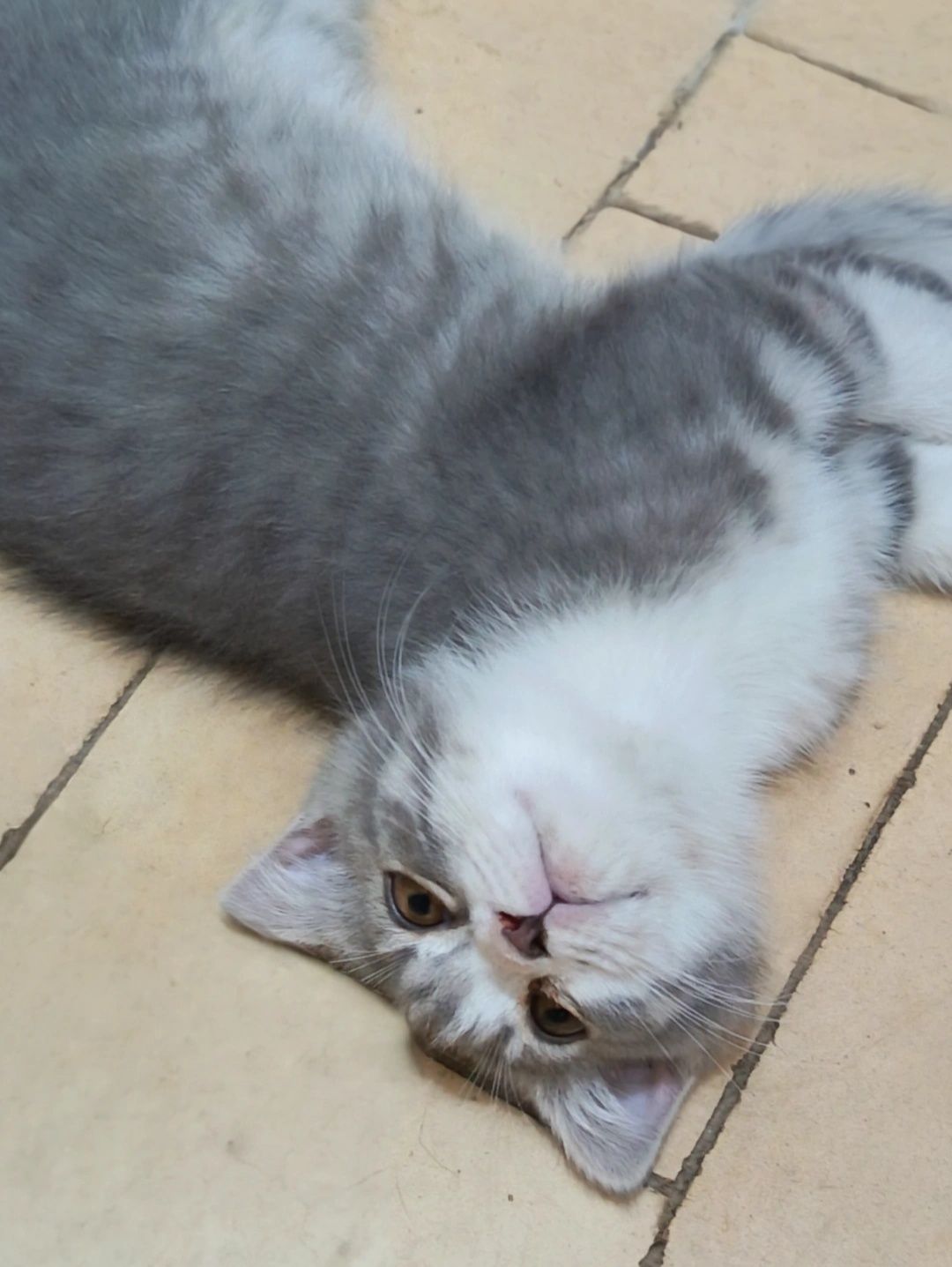 Scottish Fold mushukchalar sotiladi