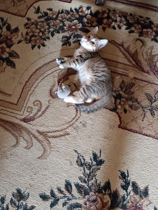 Отдам котенка в добрые руки