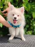 Pomerian disponibil