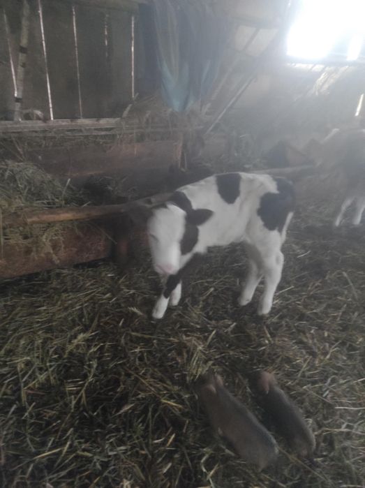 Vând vițel de  o săptămână