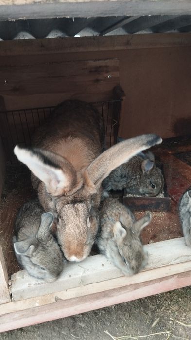 Продаются крольчата