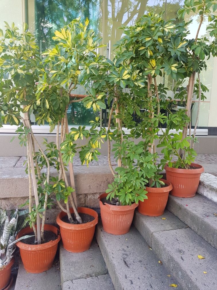 Продавам Шефлера / Schefflera 10 годишна, 170 см. височина, 10 броя