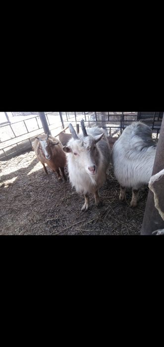 30000тнг ешки сатылады