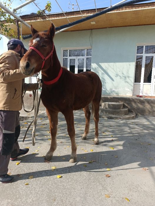 Той сотилади срочна