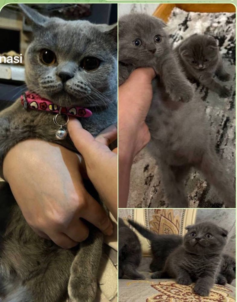 Скоттиш фолд и страйт