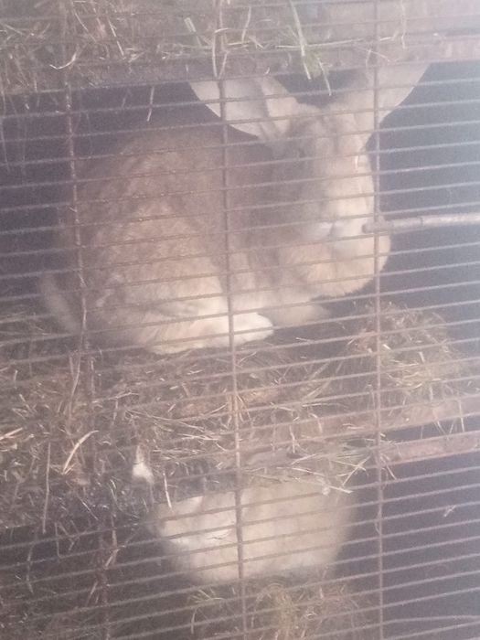 Vând iepuroaica și iepuroi