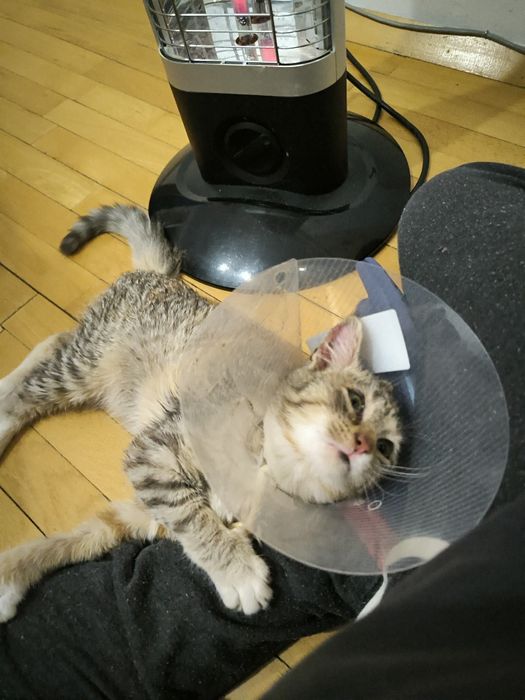 Трицветно женско коте търси дом