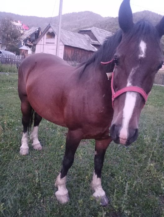 Vînd iapa semigrea de 8 ani!