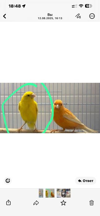 Канарейка самка желтая продается