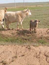 Продам коз с  козлятами и баран с ягнятами