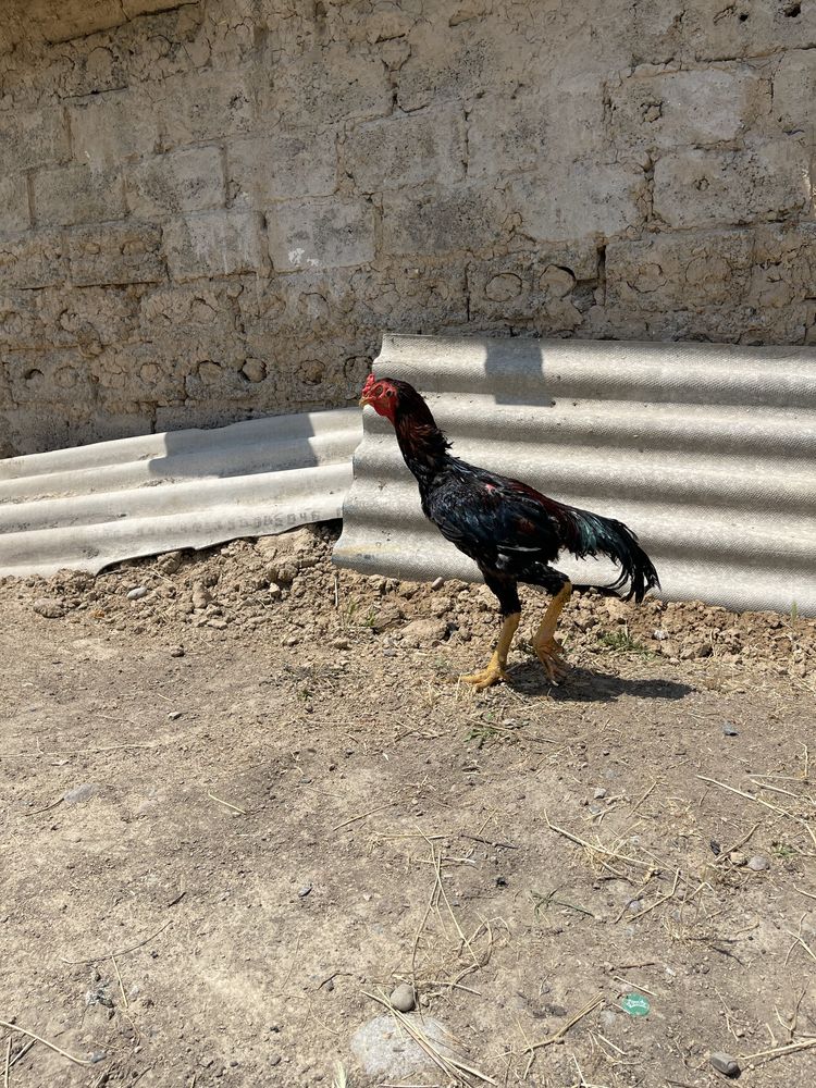 Dakan xoroz 1yoshli