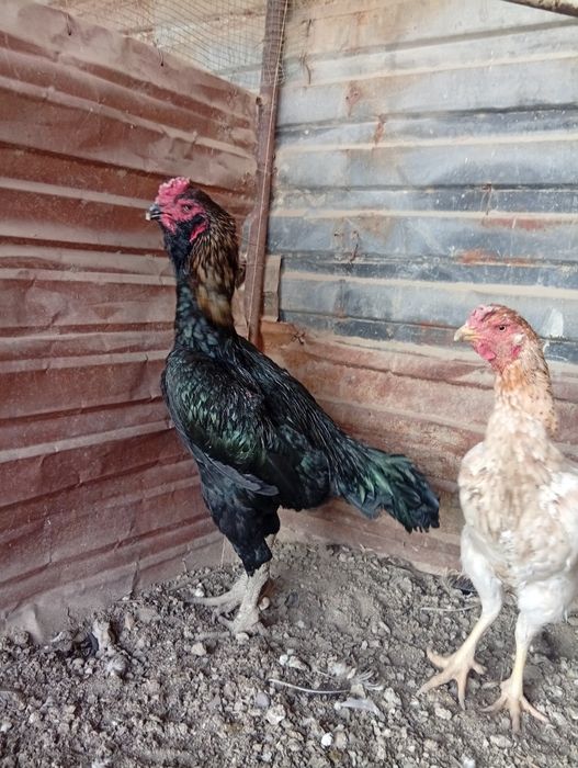 Бразильский соколик хуроз сотилади