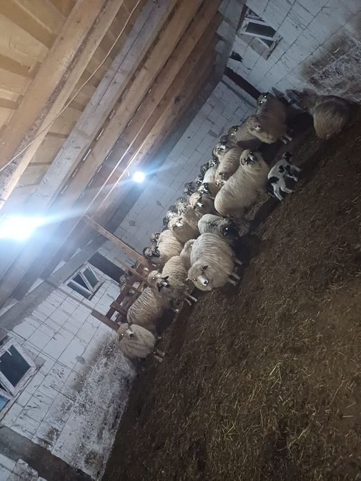 Oi de vinzare maramures