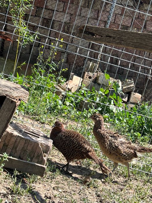 Vând familie fazani