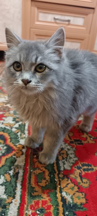 Syanski gbrit Juda go'zal 2 Oylik hali Juni Katta bo'ladi O'yn qaroq